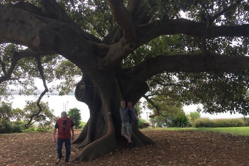 Moreton Bay Figtree