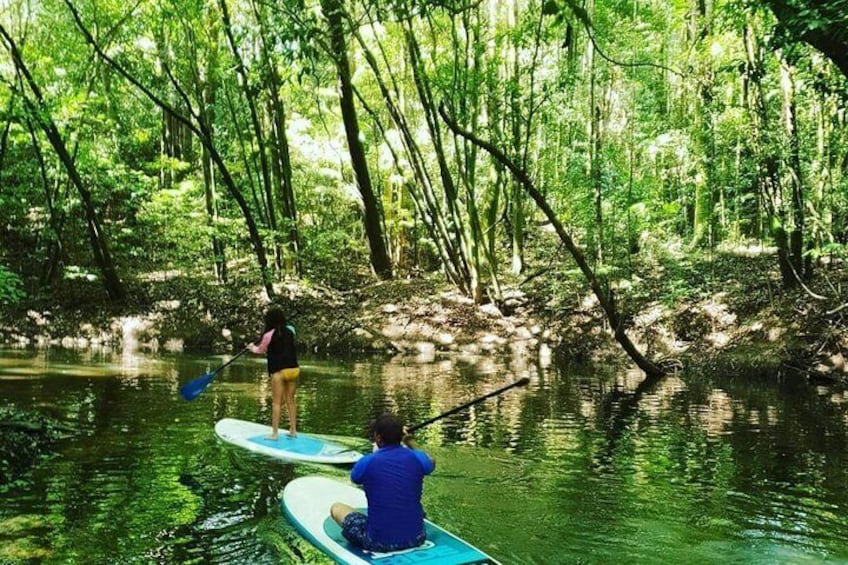 Kuranda Rainforest Paddleboarding Adventure Tour