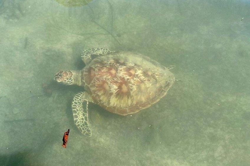 Kayak Turtle Tour from Palm Cove