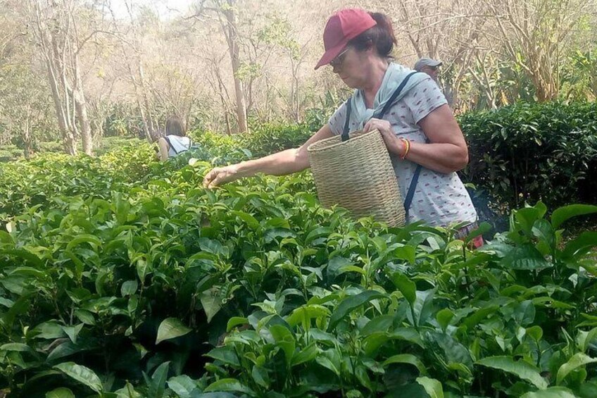 Picking tea leafs