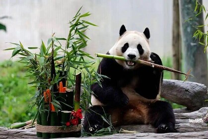 Panda House, Temple of Heaven, Lama Temple, Summer Palace & Lunch