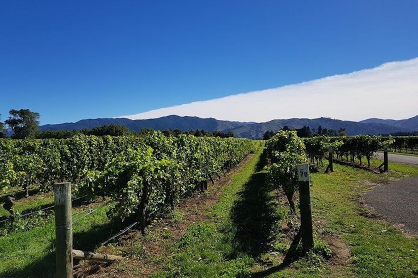 Enjoy the fabulous Marlborough scenery