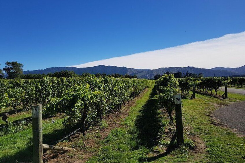 Half-Day Wine Tour in Marlborough with Wine Tasting