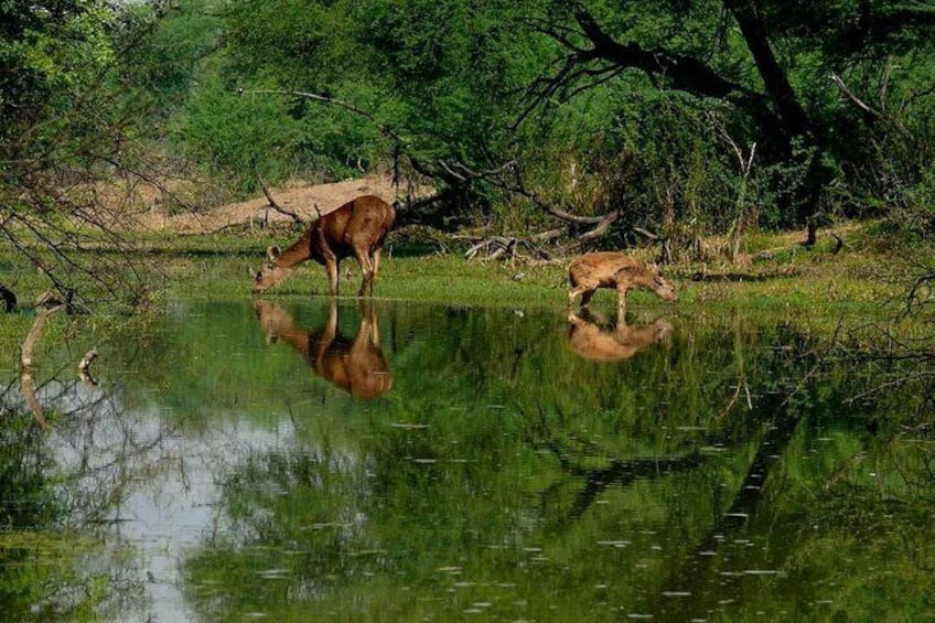 Private Excursion Trip to Bharatpur's Keoladeo National Park From Delhi