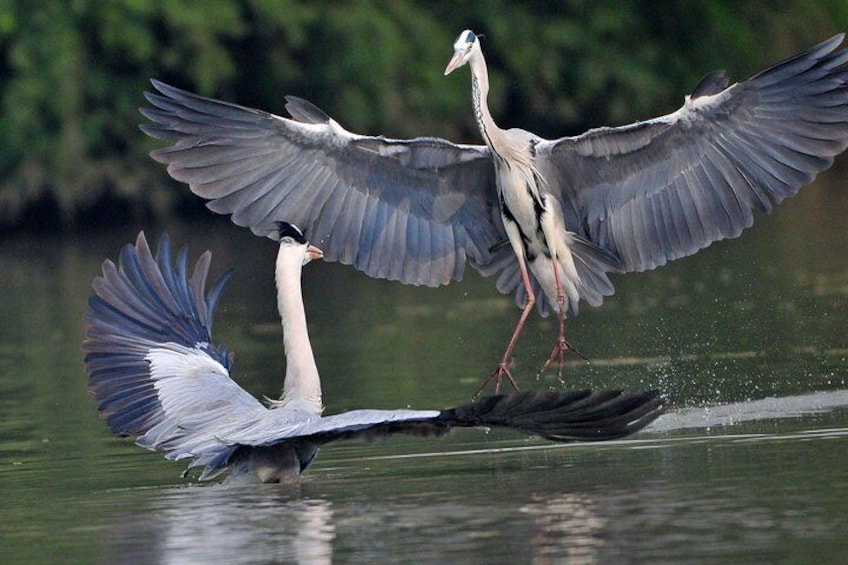 Private Excursion Trip to Bharatpur's Keoladeo National Park From Delhi