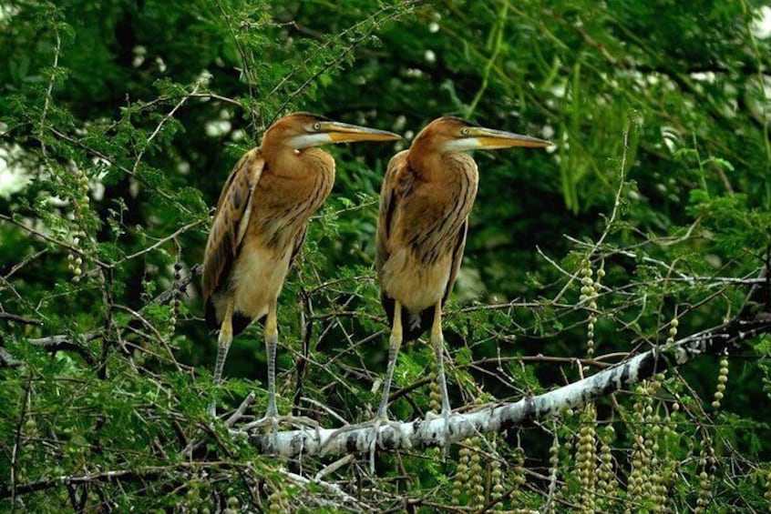 Private Excursion Trip to Bharatpur's Keoladeo National Park From Delhi