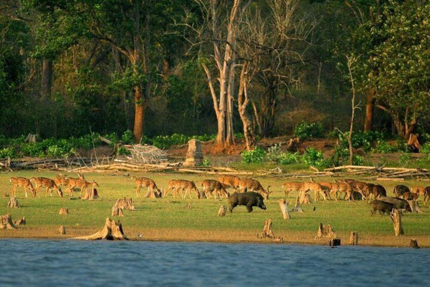 Private Excursion Trip to Bharatpur's Keoladeo National Park From Delhi