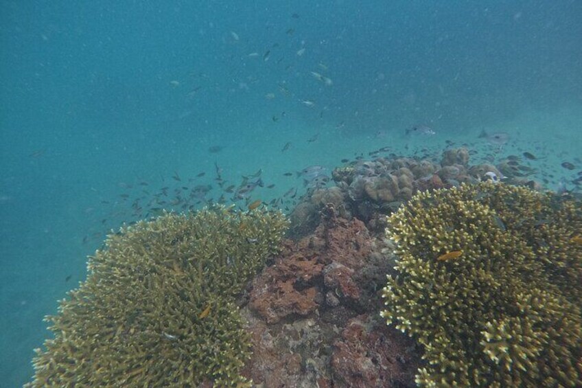Bamboo Island