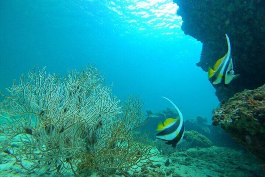 marine life in Phi Phi Islands 