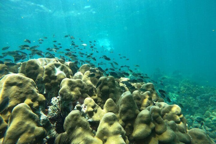 marine life in Phi Phi Islands 
