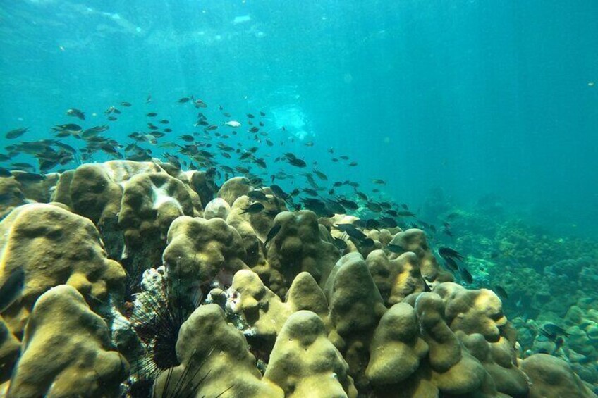 marine life in Phi Phi Islands