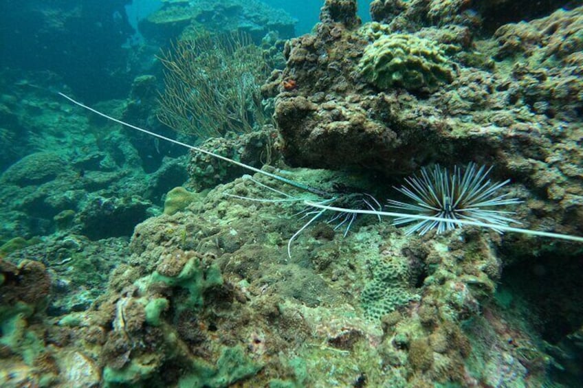 marine life in Phi Phi Islands