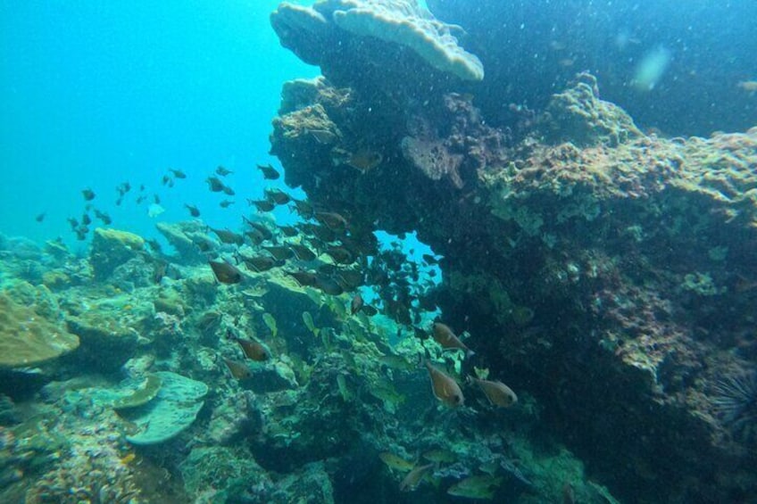 marine life in Phi Phi Islands 