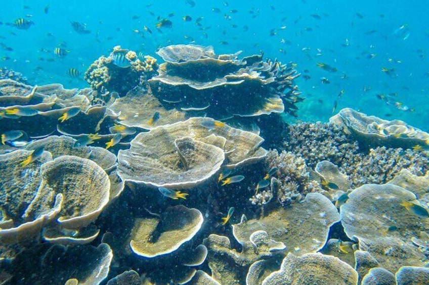 Coral 2021