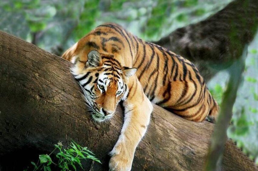 Tiger view during a Jungle safari