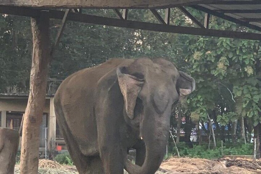 Elephant