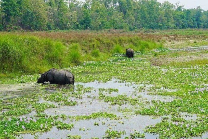 One horned rhinoceros spotted 