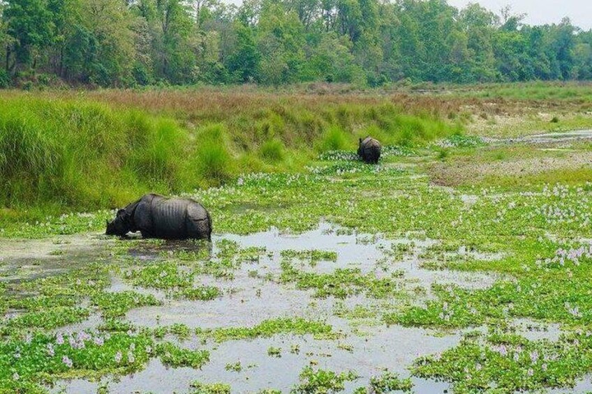 One horned rhinoceros spotted
