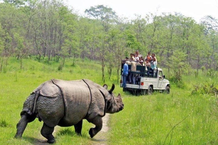 One Horn Rhino - Jeep Safari