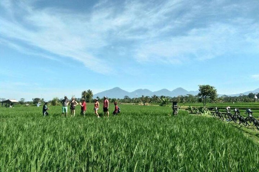 Lucious Ubud Rice Fields