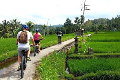 Half-Day Electric Cycling Tour of Ubud