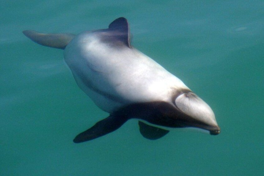 Wildlife Motuara Sanctuary Tour and Dolphin Cruise from Picton