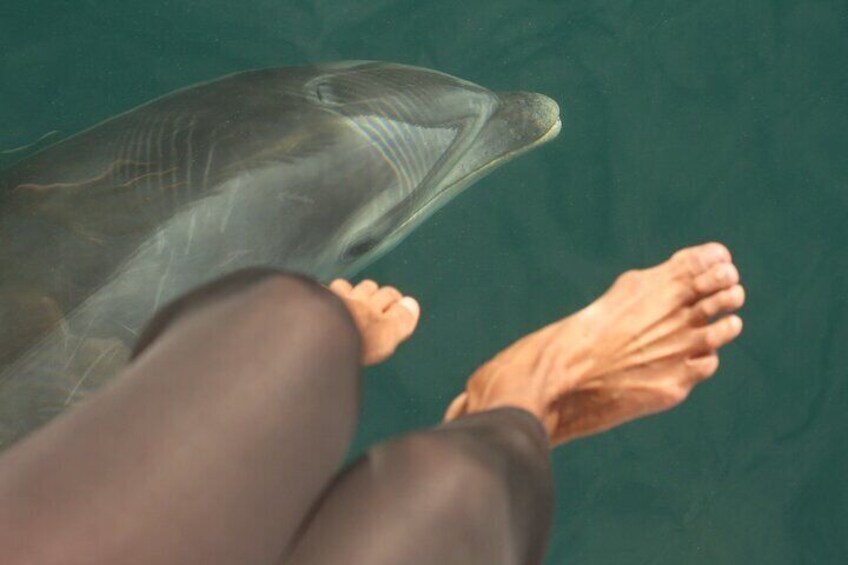 Dolphins at your FEET :-) 