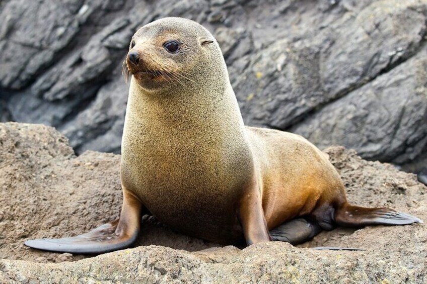 NZ Fur Seal on the Rocks 