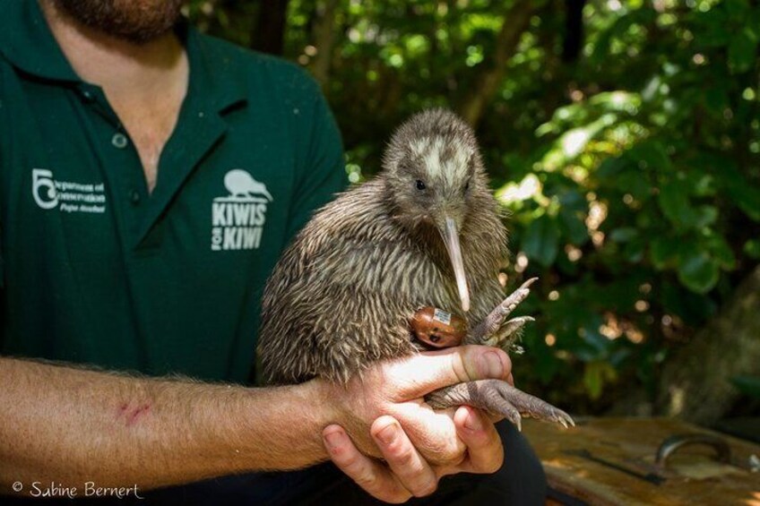 Wildlife Motuara Sanctuary Tour and Dolphin Cruise from Picton