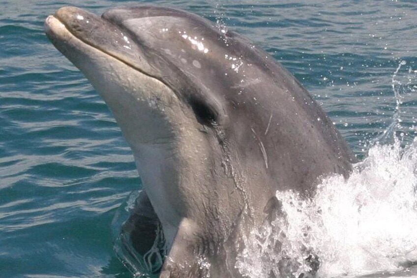 Wildlife Motuara Sanctuary Tour and Dolphin Cruise from Picton