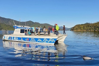 Wildlife Motuara Sanctuary Tour and Dolphin Cruise from Picton