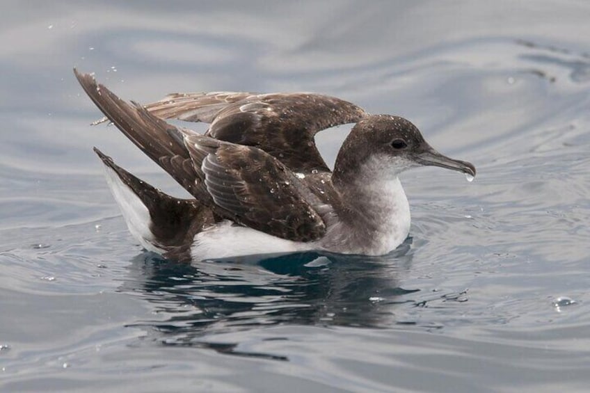 Fluttering Shearwaters 