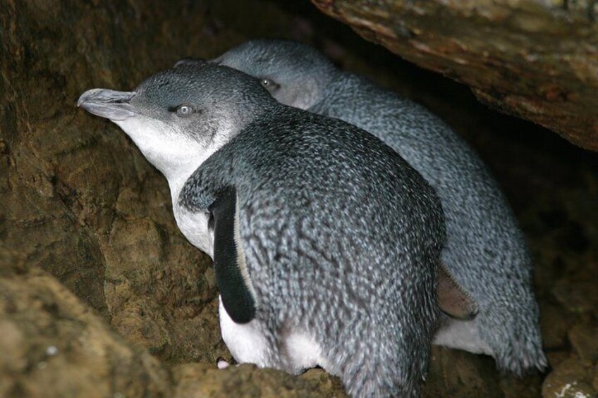 Little Blue Penguins on Motuara Island 