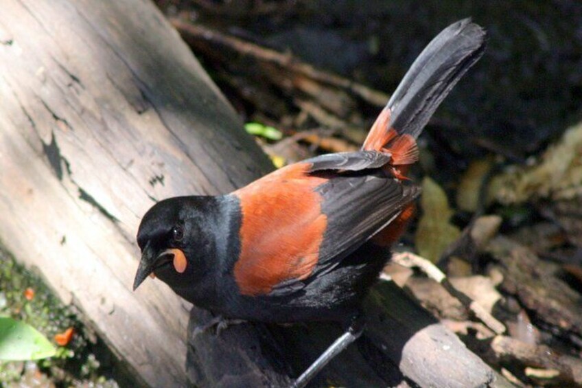 South Island Saddleback on Motuara Island 