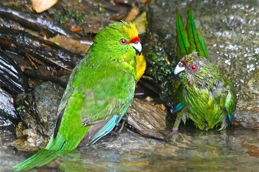 Orange Fronted Kakariki on Motuara Island