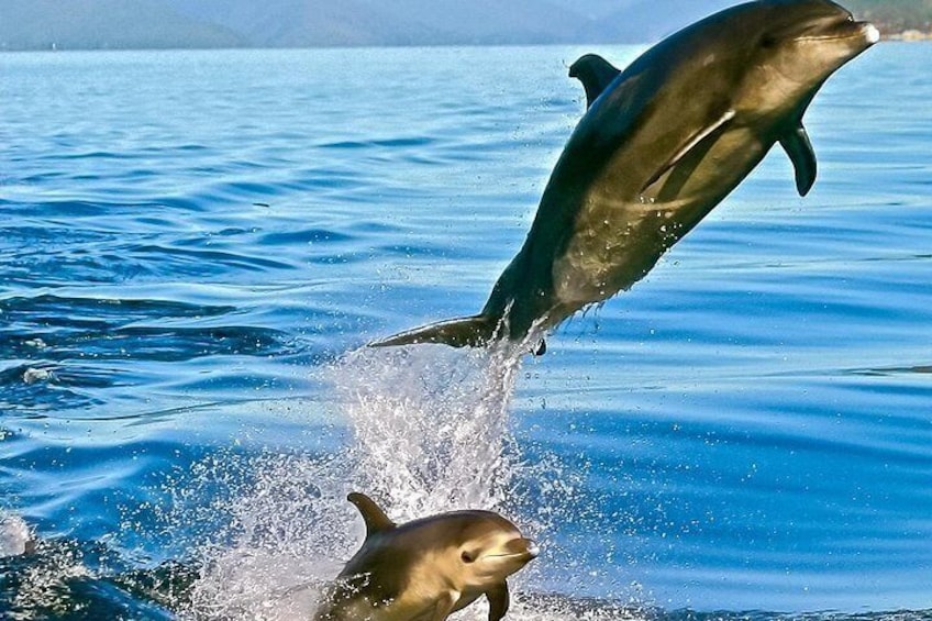 Jumping Bottlenose Dolphins 