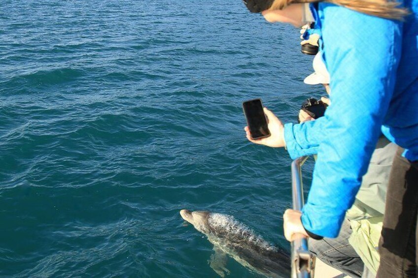 Dolphin Watching on Bow 