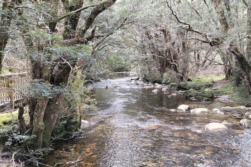 Cradle Mountain Sightseeing Tour from Devonport or Burnie