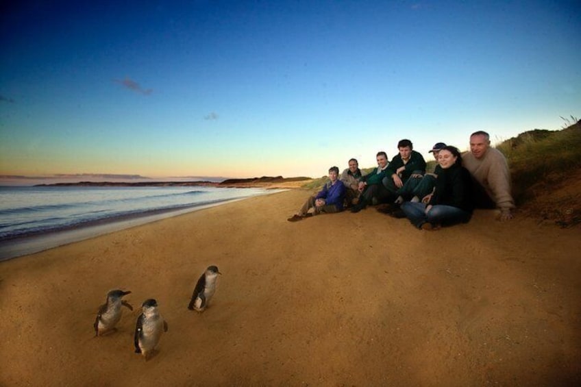 Penguins - Phillip Island 