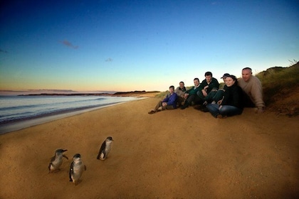 ペンギンパレードプレミアムビューを含むメルボルンからのプライベートフィリップ島の日帰り旅行