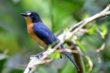 Private Tour: Fraser's Hill Bird-Watching Nature Tour from Kuala Lumpur