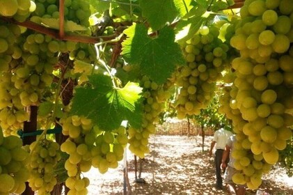 Private Wine Tour of the Central Israel