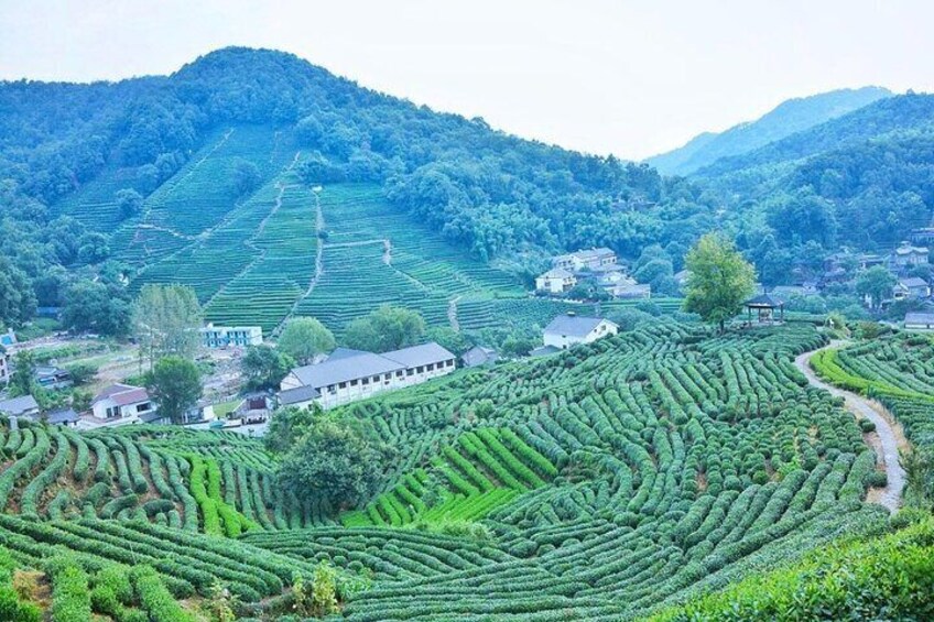 Half-Day Hangzhou Yunxi Bamboo Forest and Tea Plantation Experience