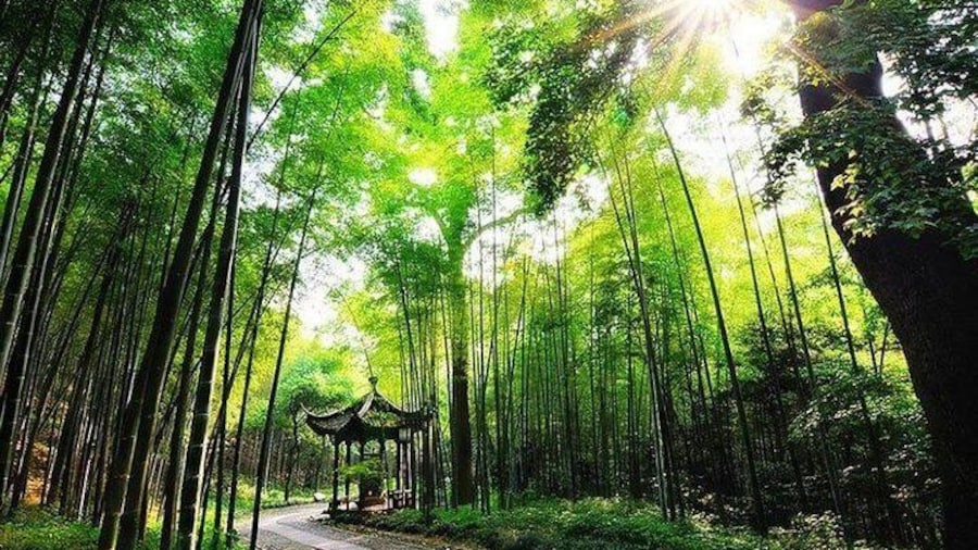 Hangzhou Yunqi Bamboo Forest