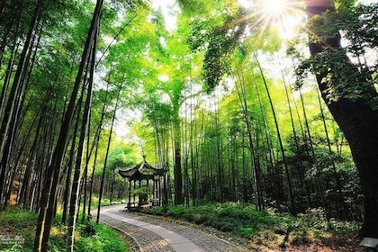 Half-Day Hangzhou Yunxi Bamboo Forest and Tea Plantation Experience