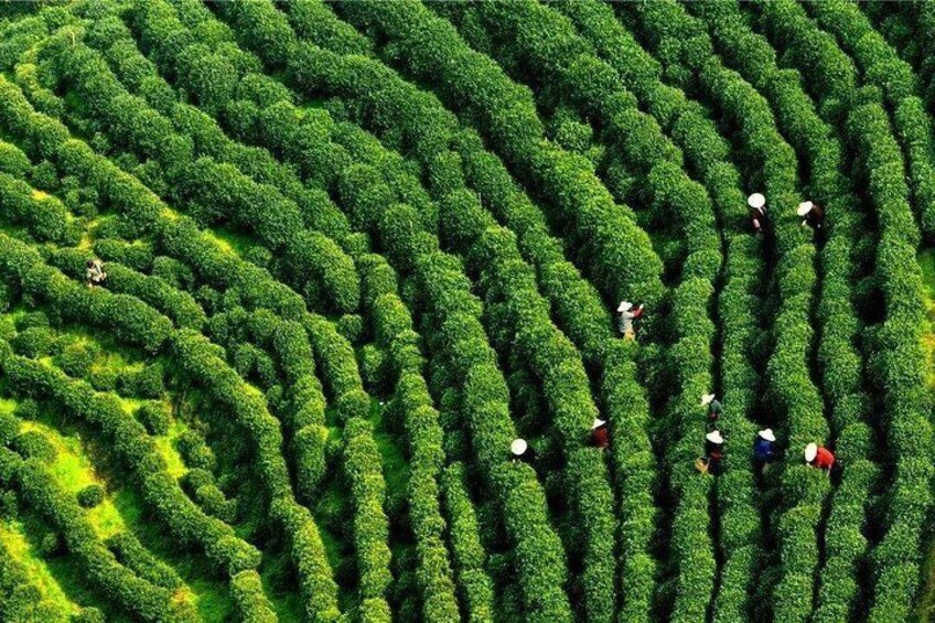 Hangzhou Tea Farm
