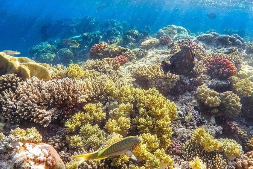 Full Relaxing Day to the Red Sea from Cairo Hotel Private Tour