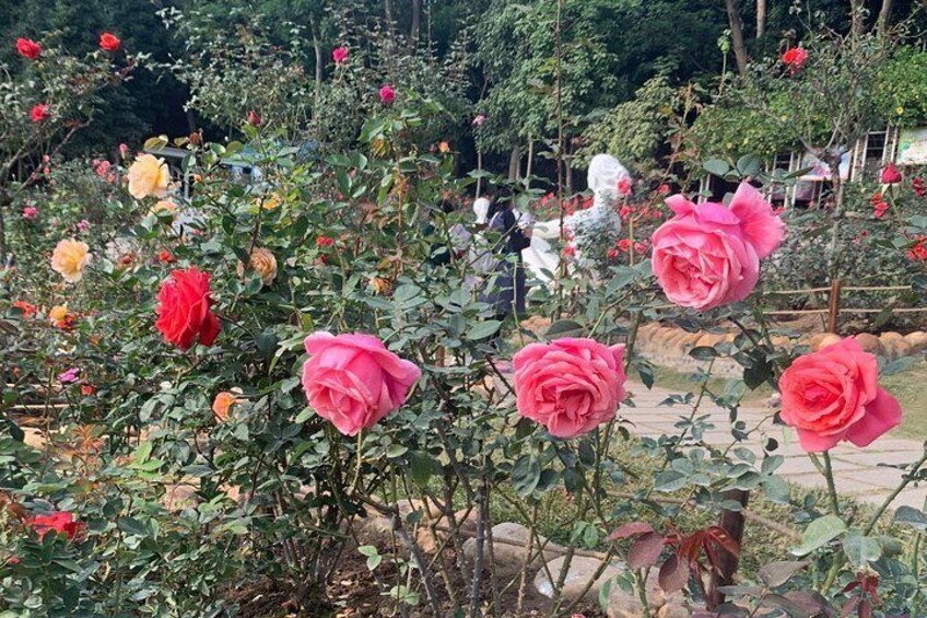 Yuntai Garden