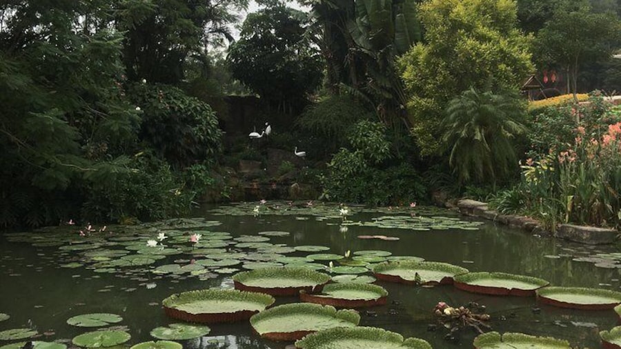 Lotus Hill