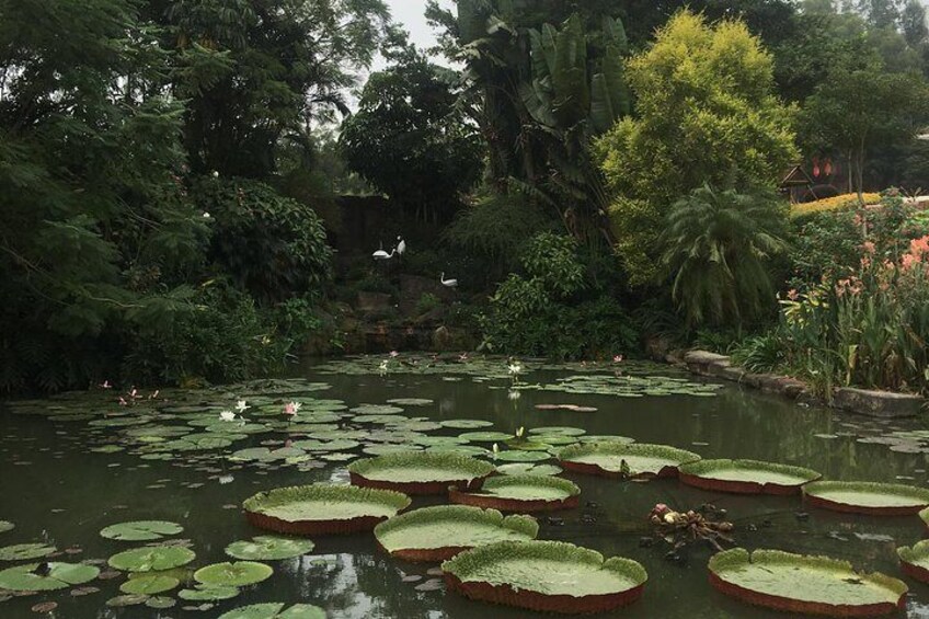 Lotus Hill